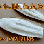Consejos para colocar el hueso de jibia en la jaula de forma segura y efectiva