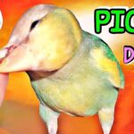 Consejos para evitar que tu ave te pique: guía práctica para dueños de aves