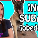 Consejos prácticos para evitar que tu perro suba al sofá