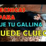 Consejos prácticos para lograr que tu gallina se quede clueca