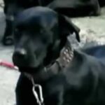 Diferencias entre Pastor Mallorquín y Ca de Bestiar: ¿Cuál es la raza de perro adecuada para ti?