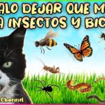 Efectos de la ingesta de cucarachas en la salud de los gatos