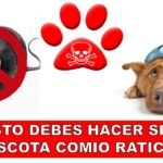 Emergencia veterinaria: Mi perro ha ingerido veneno para ratas