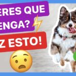 Enseñando a tu cachorro a acudir a tu llamado: consejos efectivos