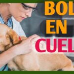 Exceso de piel en el cuello de mi perro: ¿Qué lo causa y cómo solucionarlo?