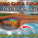 Indicadores clave para reconocer el momento del parto en guppys