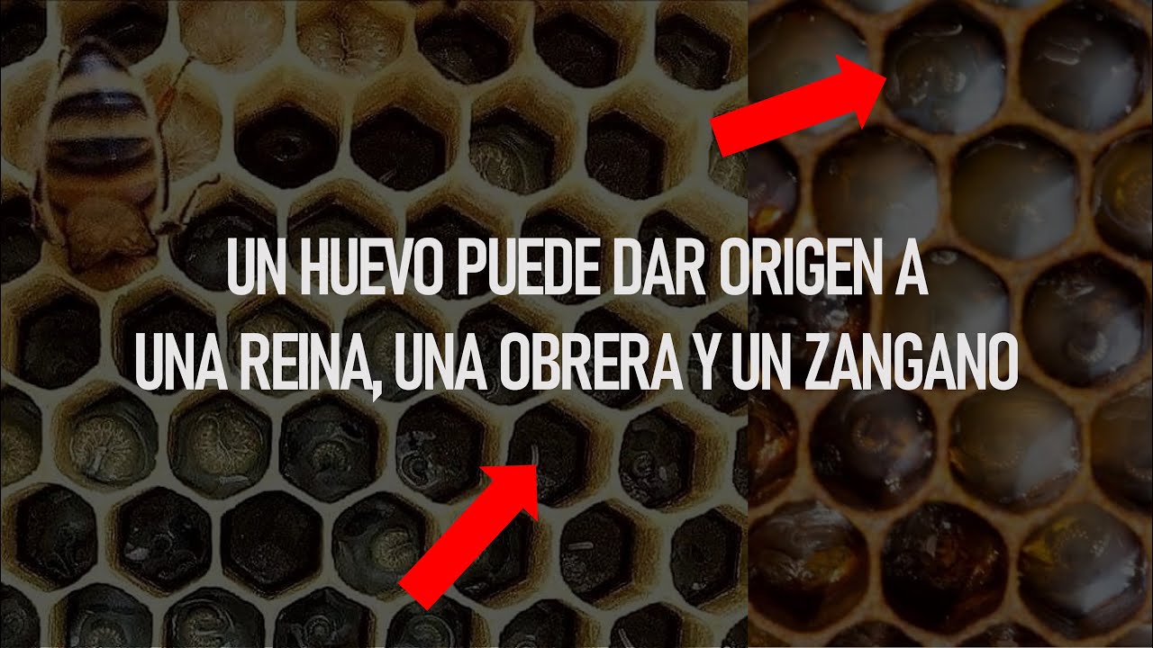 La impresionante capacidad de la abeja reina para poner cientos de