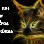 La suerte está de tu lado al tener un gato en casa