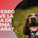 Mi perro hace muecas extrañas con la boca: ¿Qué significa?