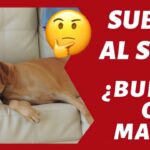 Mi perro tiene dificultades para subir al sofá: ¿cómo ayudarlo?
