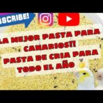 Pasta de cría para canarios disponible durante todo el año