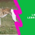 Perros miniatura en Coruña: encuentra tu compañero de tamaño perfecto
