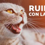 ¿Por qué mi gato hace un ruido extraño con la garganta?