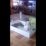 Problemas de comportamiento en conejos en cautiverio: mi conejo se vuelve loco en la jaula