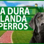 Variaciones en la consistencia de las heces de mi perro